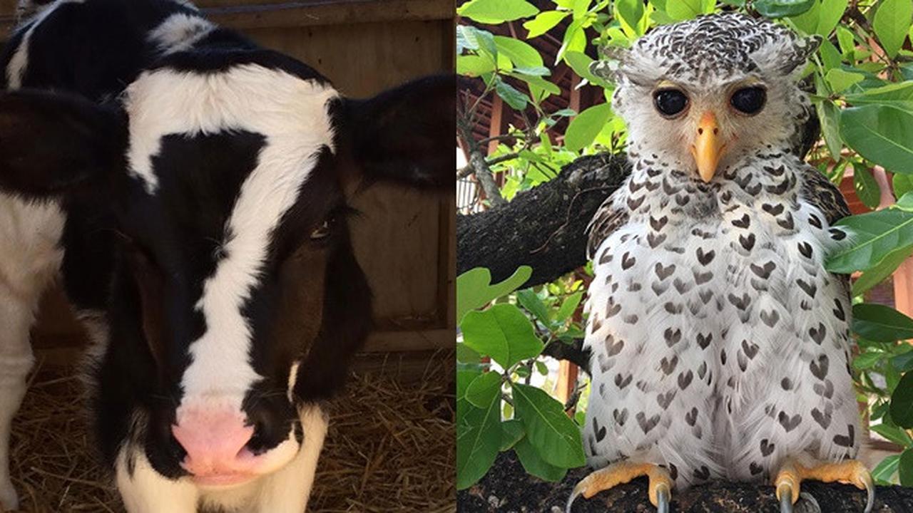 Selain Kucing, 7 Hewan Ini Punya Corak Bulu Bentuk Unik Sedari Lahir