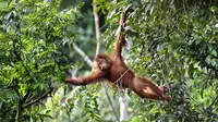 Orangutan bernama Keupok Rere melompat dari pohon saat dilepasliarkan di Cagar Alam Hutan Pinus Jantho, Aceh Besar, Selasa (18/6/2019). Dua orangutan yang dilepasliarkan oleh BKSDA Aceh masing-masing berumur 5,5 dan 4,5 tahun. (CHAIDEER MAHYUDDIN/AFP)