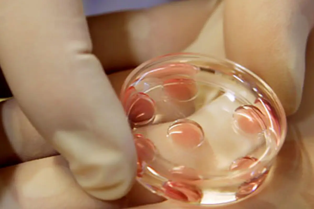 inseminasi-130905b.jpg
