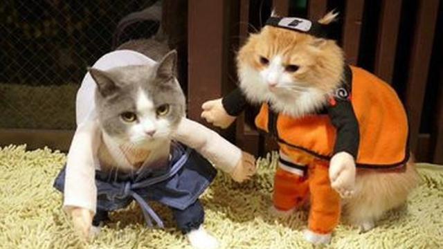 6 Potret Kucing Berdandan Bak Karakter Anime Naruto, Bikin Gemas