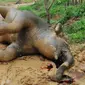 Gajah mati diduga diracun di Kabupaten Bengkalis. (Liputan6.com/M Syukur)