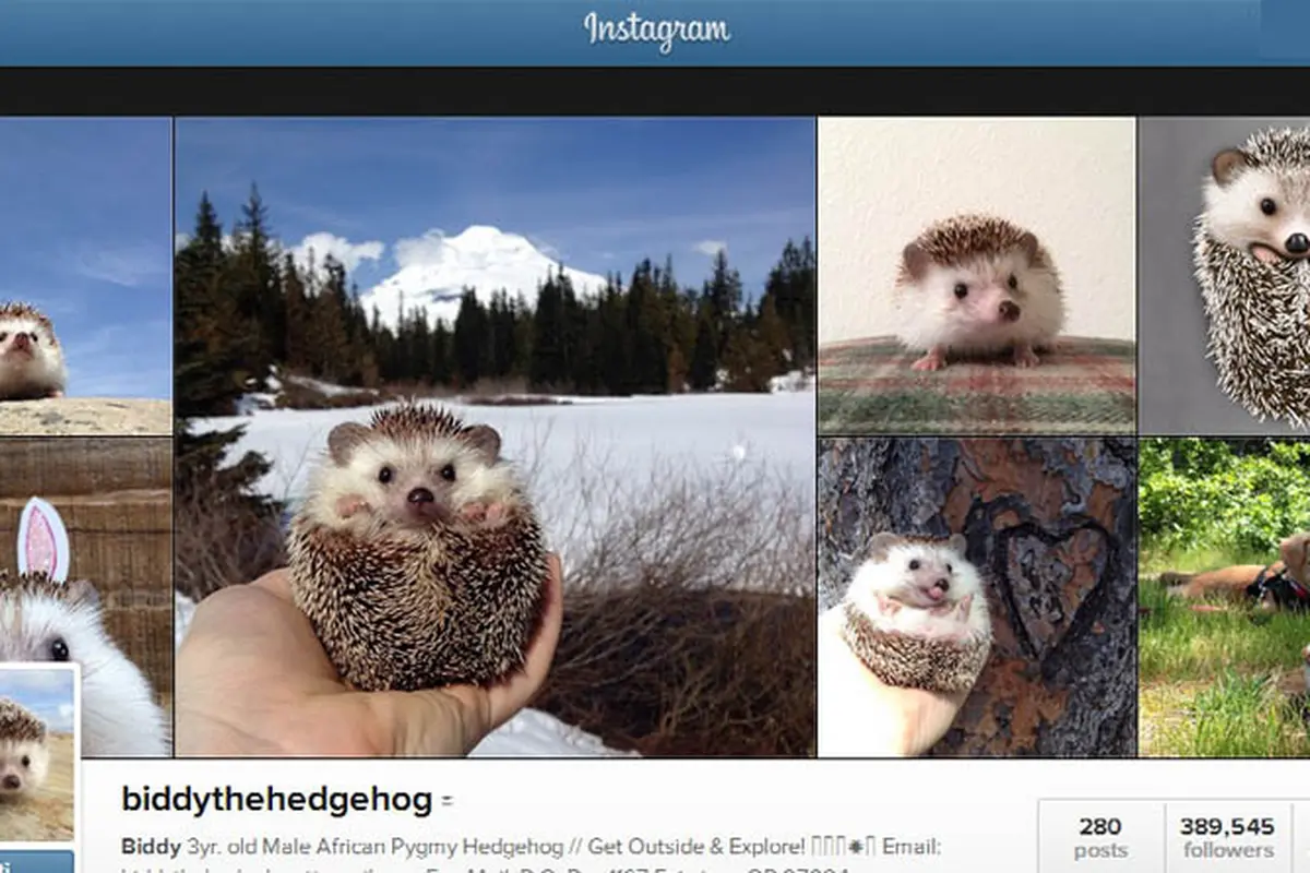 Biddy Landak yang Mendadak Populer di Instagram 