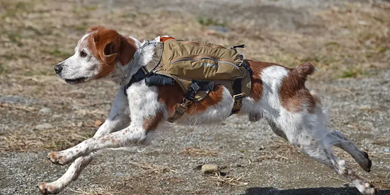 20160304-Anjing-Pelacak-Jepang-Gonta-AFP