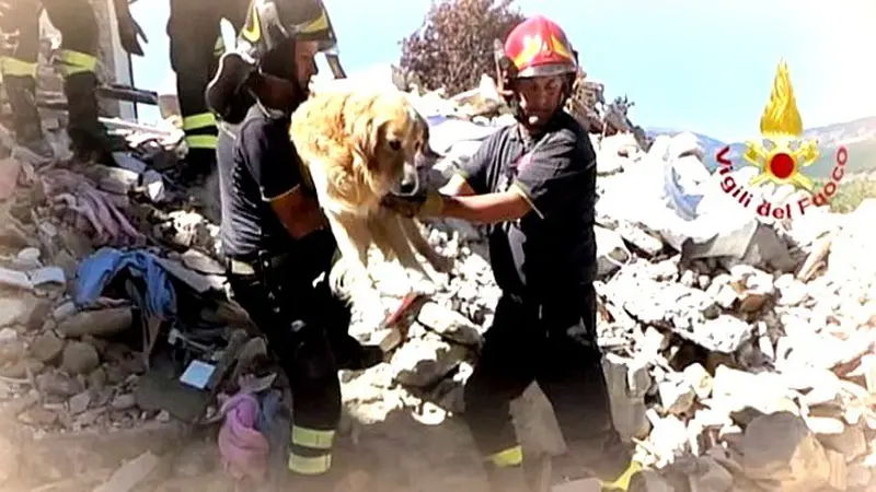 Ajaib, Anjing Selamat 9 Hari Terkubur Reruntuhan Gempa Italia