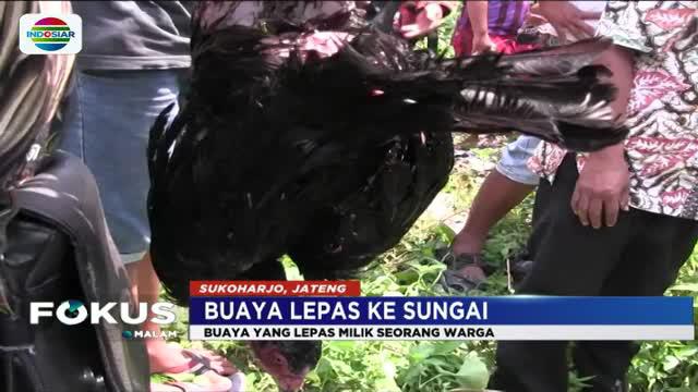 Buaya sepanjang enam meter milik salah satu warga pertama kali dilihat oleh seorang pencari ikan.