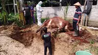 PMK Serang Ternak di Gunungkidul: 6 Sapi Mati Terpapar, 24 Ribu Dosis Vaksin Disiapkan