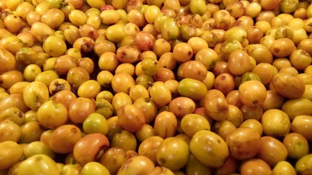 Biji kopi Curug Orok, Garut, Jawa Barat
