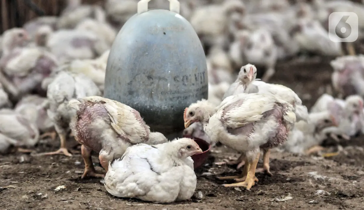 Sejumlah ayam berada di agen ayam potong kawasan Cipinang Melayu, Jakarta Timur, Senin (19/12/2022). Jelang Hari Raya Natal dan Tahun Baru, harga ayam potong mengalami kenaikan secara bertahap sejak dua pekan lalu. (merdeka.com/Iqbal S. Nugroho)