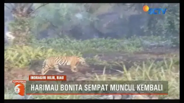 Petugas BKSDA Provinsi Riau mendatangkan ahli bahasa satwa dari Kanada untuk membantu menangkap harimau Bonita.