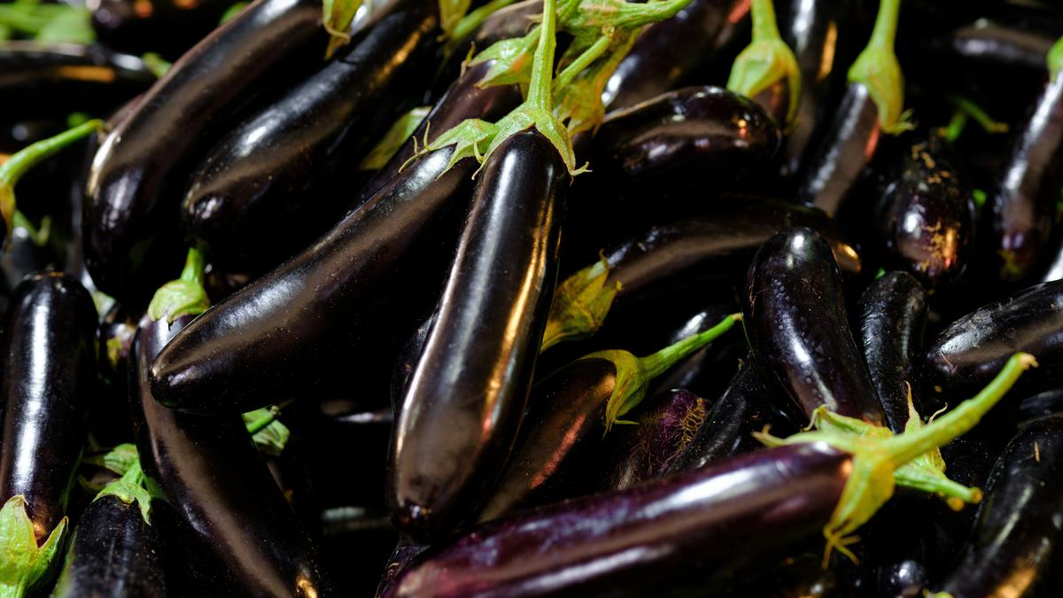 Cara Menanam Terong Ungu di Polybag Anti Gagal, Panduan Lengkap Panen Melimpah