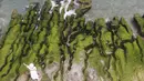 Pemandangan dari udara menunjukkan turis lokal mengunjungi Laomei Green Reef di Distrik Shimen Kota New Taipei (12/4/2022). Selain menjadi pantai yang indah di dekat Taipei, terumbu karang yang menakjubkan ini juga merupakan salah satu keajaiban alam paling aneh di seluruh Taiwan. (AFP/Sam Yeh)