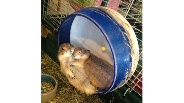 Potret 6 Hewan Saling Berduaan Ini Mesra Banget, Bak Prewedding