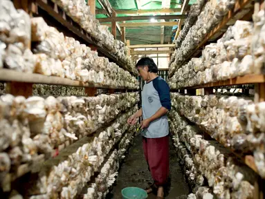 Petani memanen jamur tiram di Desa Trawas, Mojokerto, Jawa Timur. Desa Trawas dikaruniai banyak potensi alam, mulai dari pertanian, hamparan kebun kopi, hingga budidaya jamur tiram. (Dok. BRI)