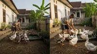 Perbandingan Ternak Itik Mojosari vs Bebek Alabio di Lahan Sempit, Simak Kelebihan dan Kekurangannya