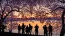 Sejumlah fotografer berbaris di sepanjang tepi Tidal Basin di Washington untuk memotret pohon sakura  yang bermekaran saat matahari terbit, (5/4). (AFP Photo/Saul Loeb)