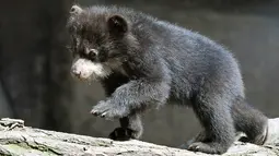 Salah satu dari dua ekor bayi beruang bermain di pohon yang ada di dalam kandang kebun binatang di Duisburg, Jerman, 19 April 2018. Beruang Andes yang lahir kembar pada malam Natal tahun lalu itu mulai menjelajahi kandangnya. (AP Photo/Martin Meissner)