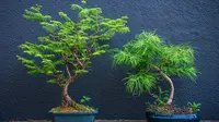 5 Tanaman Hias yang Bentuknya Mirip Miniatur Pohon di Rumah, Hidupkan Suasana