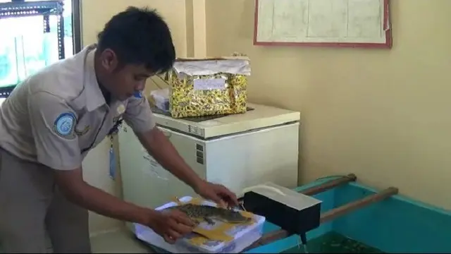 Buaya Jambi