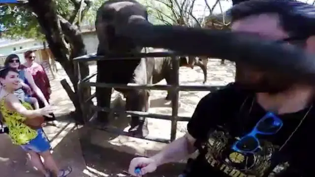 Tak Nyaman Diajak Selfie, Gajah Ini Menampar Turis dengan Belalai