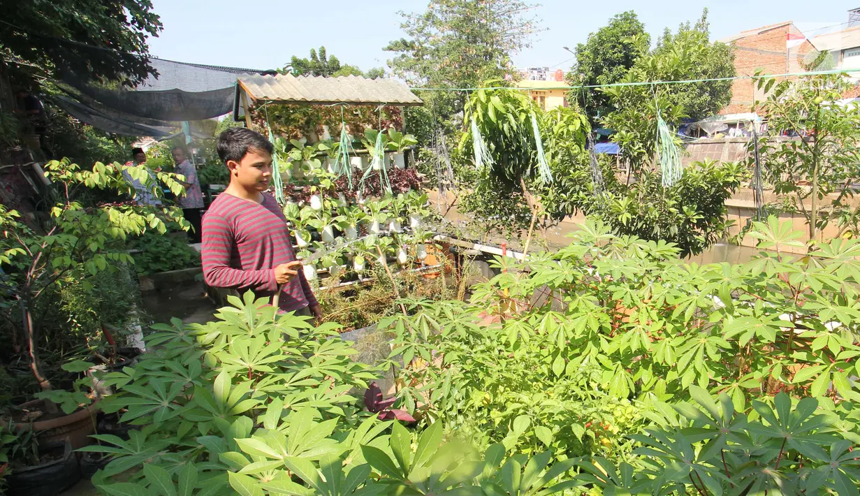 Warga menyirami tanamannya di Cikini, Jakarta, Jumat (29/9). Suku Dinas Ketahanan Pangan Kelautan dan Pertanian (KPKP) Jakarta Pusat menargetkan 16 urban farming atau pertanian kota tersebar di seluruh kecamatan. (Liputan6.com/Angga Yuniar)