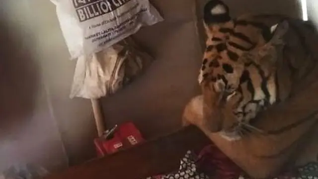 Harimau yang kabur ke rumah warga di India. (WTI)