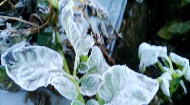 Tanaman kentang petani Dieng Kulon, Banjarnegara menguning dan mati akibat embun es yang menempel di daun dan batang. (Foto: Dok. Pemdes Dieng Kulon/Muhamad Ridlo/Liputan6.com)