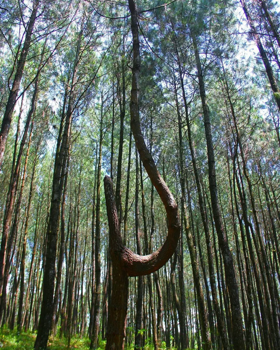 Kopeng Treetop Adventure Park, Salatiga, Jawa Tengah. (Sumber Foto: rockabilly_sinatra/Instagram)