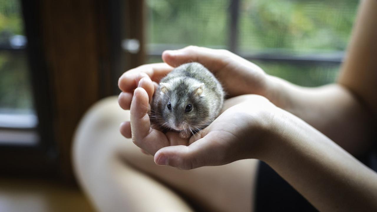Jenis Hamster Langka dan Harganya