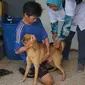 Petugas kesehatan hewan memberikan vaksin rabies pada anjing di kawasan Sawah Besar, Jakarta, Kamis (3/9/2019). Dalam rangka memperingati Hari Rabies Sedunia, Sudin Ketahanan Pangan Kelautan dan Perikanan DKI Jakarta melakukan vaksinasi hewan secara gratis. (Liputan6.com/Immanuel Antonius)