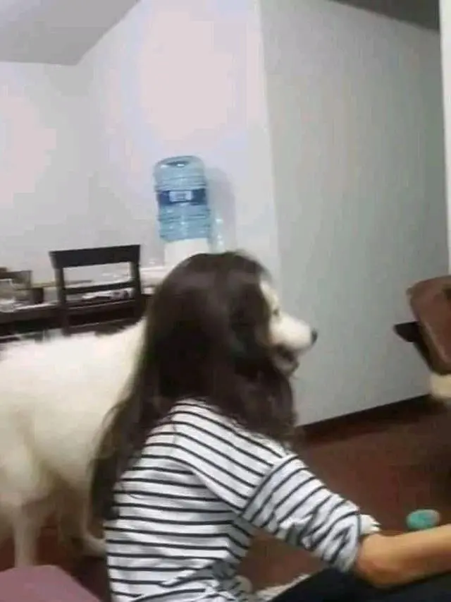 6 Potret Ilusi Optik Orang Berkepala Anjing Ini Bikin Mikir