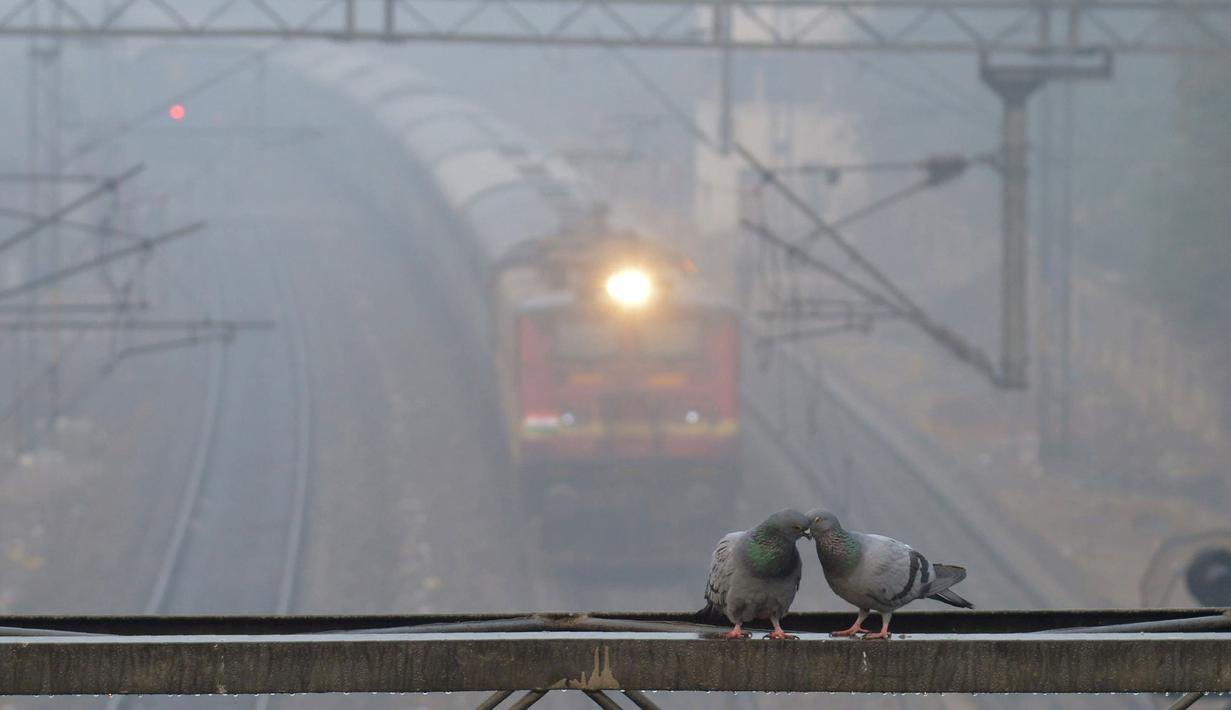 Sepasang burung merpati tengah berdiri di atas pipa besi saat kabut tebal menyelimuti di Kota India Amritsar (01/12/2016). (AFP PHOTO/Narinder Nanu)