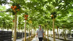 Pekerja mengecek pohon pepaya di rumah kaca buah-buahan tropis di Wanchang, Wilayah Yongji, Provinsi Jilin, China (12/8/2020). Guna mewujudkan optimisasi struktur pertanian, Wilayah Yongji telah mendorong petani lokal untuk menanam buah-buahan tropis seperti pepaya dan pisang. (Xinhua/Xu Chang)