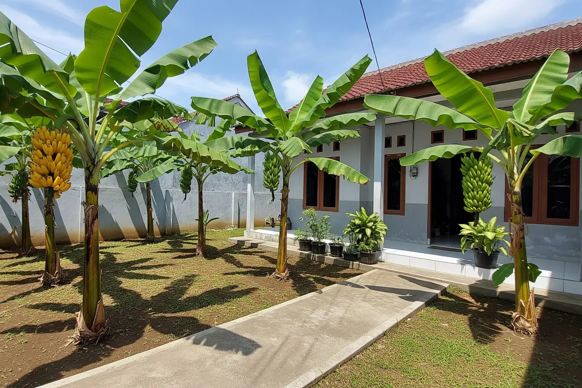 Jenis Pohon Pisang Pendek untuk Lahan Terbatas Model Pisang Mas