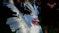Patahkan Pinggang Lelaki, Sekumpulan Ayam Kalkun Dijatuhi Hukuman Mati