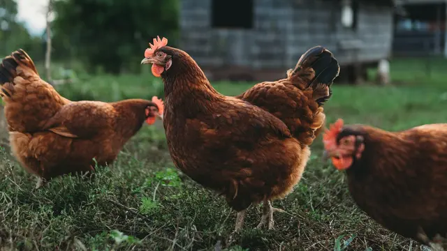 Ternak Ayam