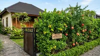 12 Rekomendasi Tanaman Buah yang Membuat Pagar Rumah Lebih Rindang dan Produktif
