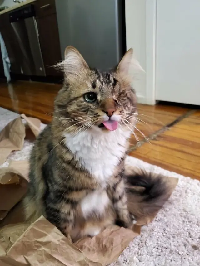 6 Ekspresi Kucing Menjulurkan Lidah Bak Mengejek Ini Bikin Gemas