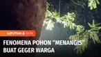 Buat heboh! Sebuah pohon di Jalan Raya Curah Banban, Jember, Jawa Timur, mengeluarkan rintik-rintik air. Padahal sebelumnya wilayah tidak diguyur hujan. Menurut warga, selain mengeluarkan air pohon juga mengeluarkan aroma wangi.
