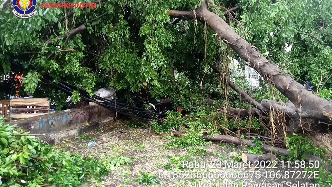 Pohon tumbang di Jakarta, Rabu (23/3/2022).