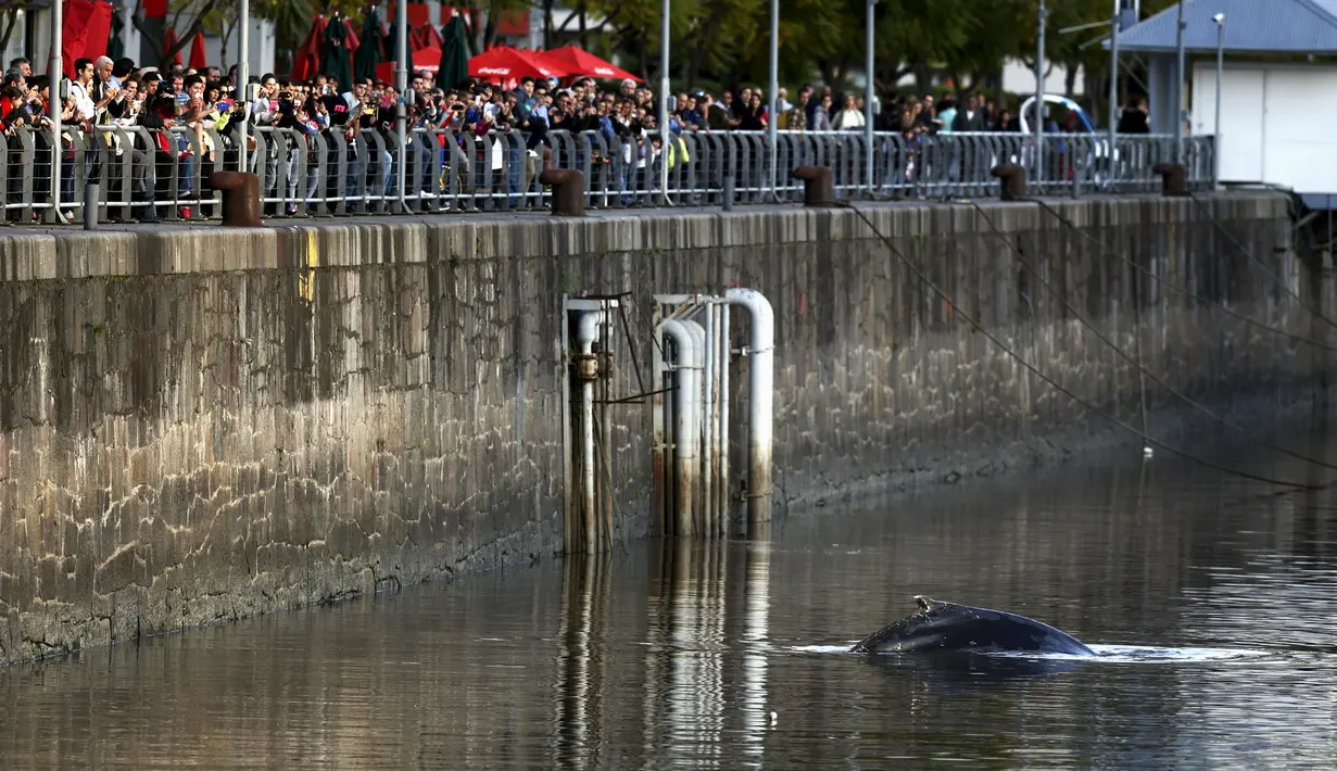 Warga melihat ikan paus yang terdampar masuk ke Pelabuhan Puerto Madero, Buenos Aires, Argentina, Senin (3/8/2015). Peristiwa tersebut sempat menjadi perhatian warga yang berada di sekitar pelabuhan tersebut. (REUTERS/Marcos Brindicci)