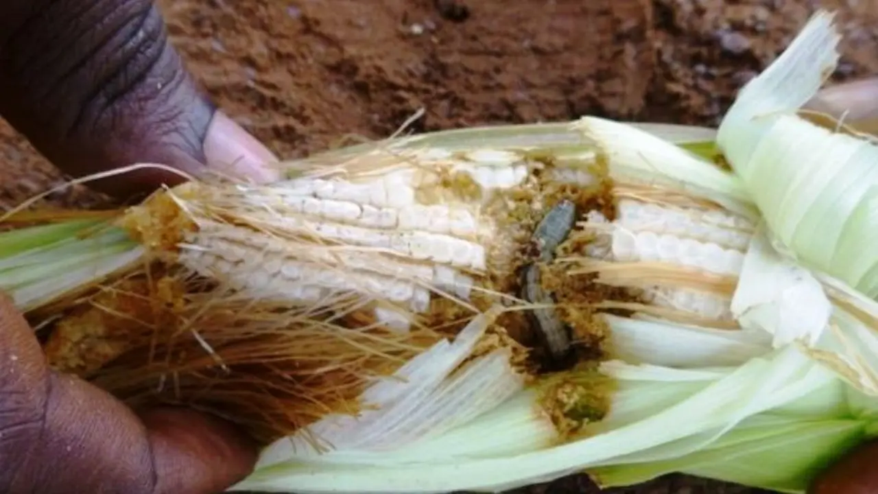 Wabah ulat tentara menyerang tanaman jagung di Afrika
