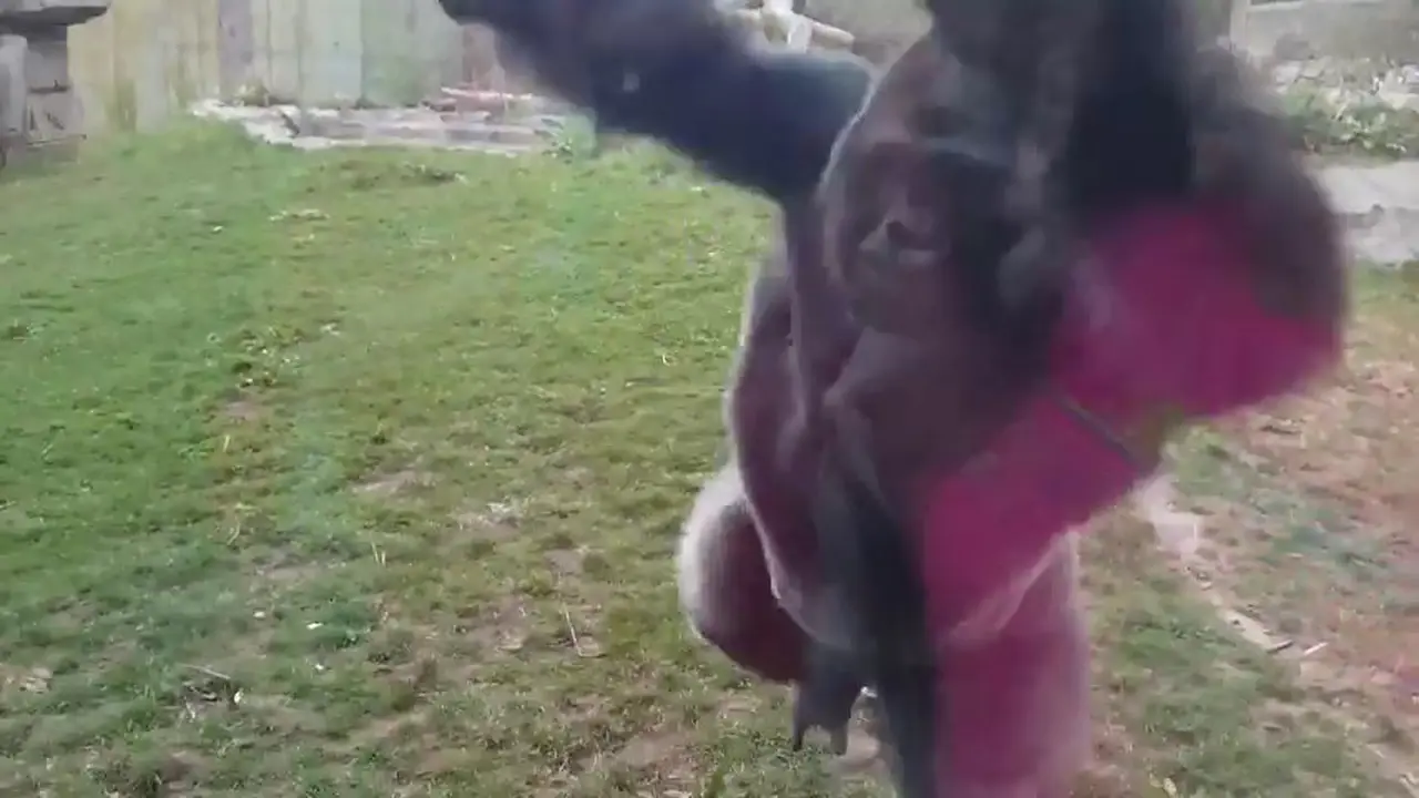 Jangan Membuat Gorilla Tersinggung 