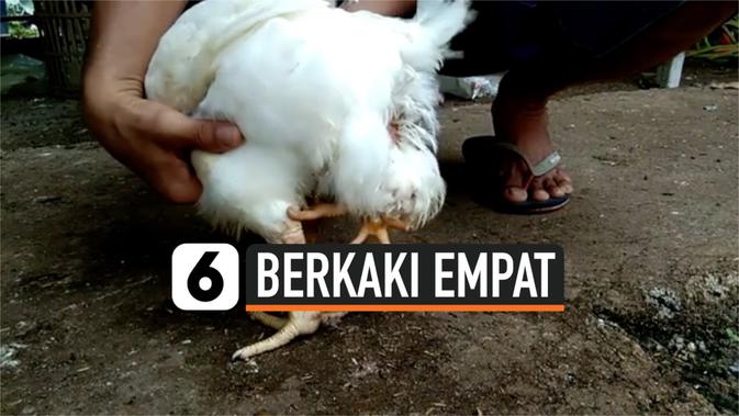 Berita Ayam Berkaki Empat Hari Ini Kabar Terbaru Terkini Liputan6 Com