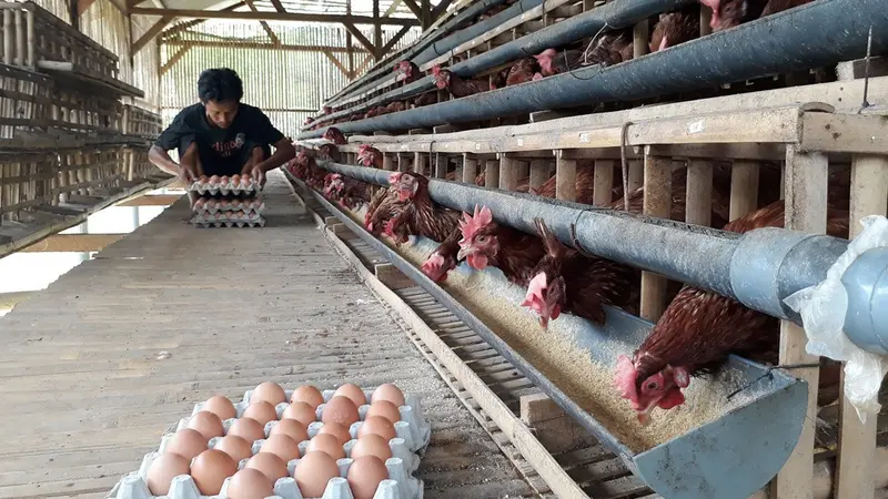 Budidaya longyam alias balong dan ayam membuat petambak lebih untung. (Foto: Liputan6.com/Muhamad Ridlo)