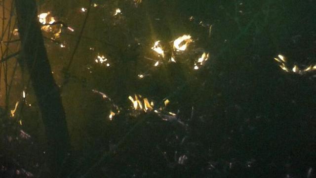 60 Koleksi Hantu Gunung Cikuray Terbaik