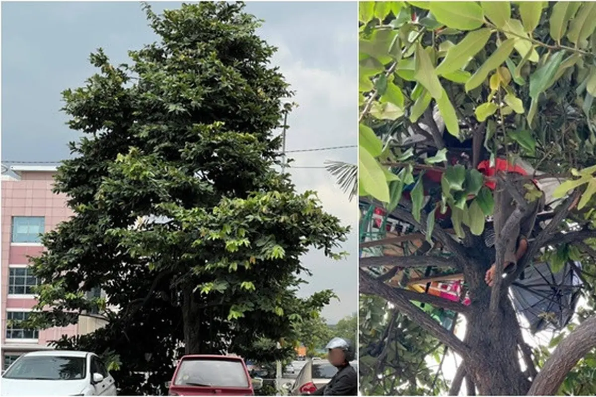 Pria Ini Pilih Tinggal di Pohon Pinggir Jalan Selama 6 Bulan, Tak Mampu Bayar Sewa