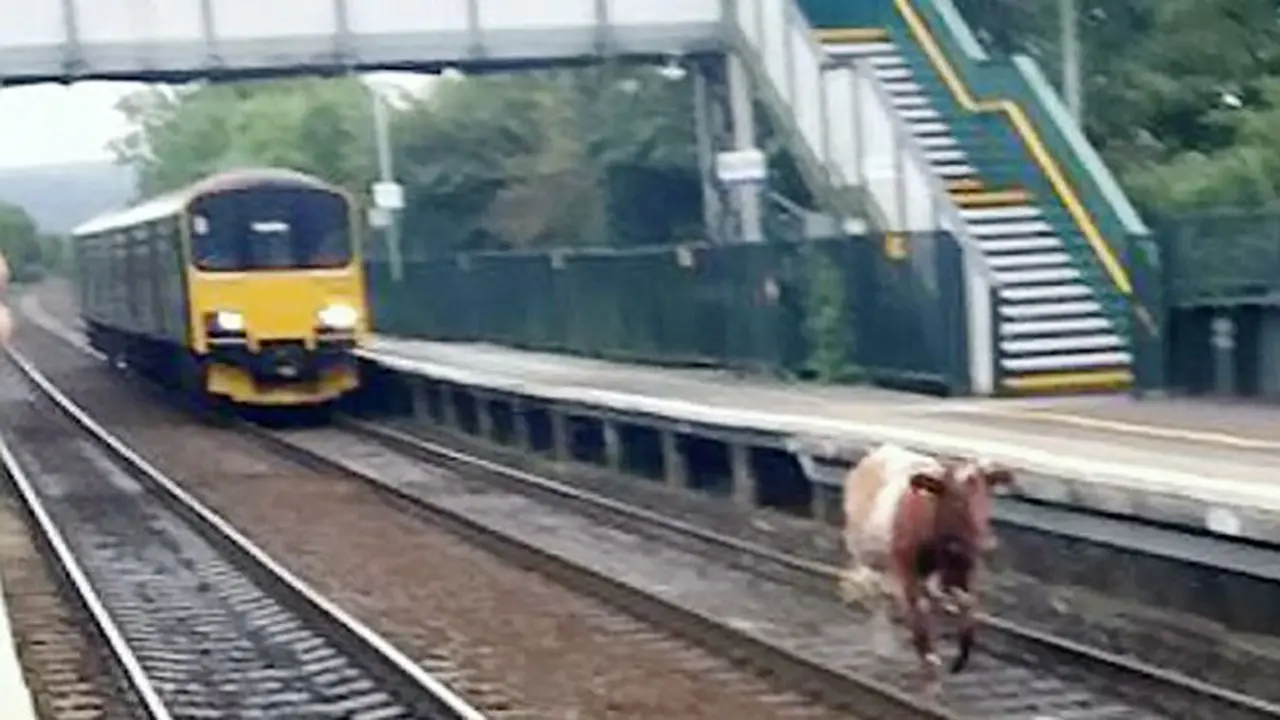 Sapi Nakal Main di Rel Kereta