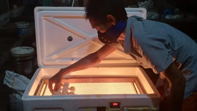 Penetasan telur dari boks sterofoam bekas. (Foto: Liputan6.com/Aceng Mukaram)