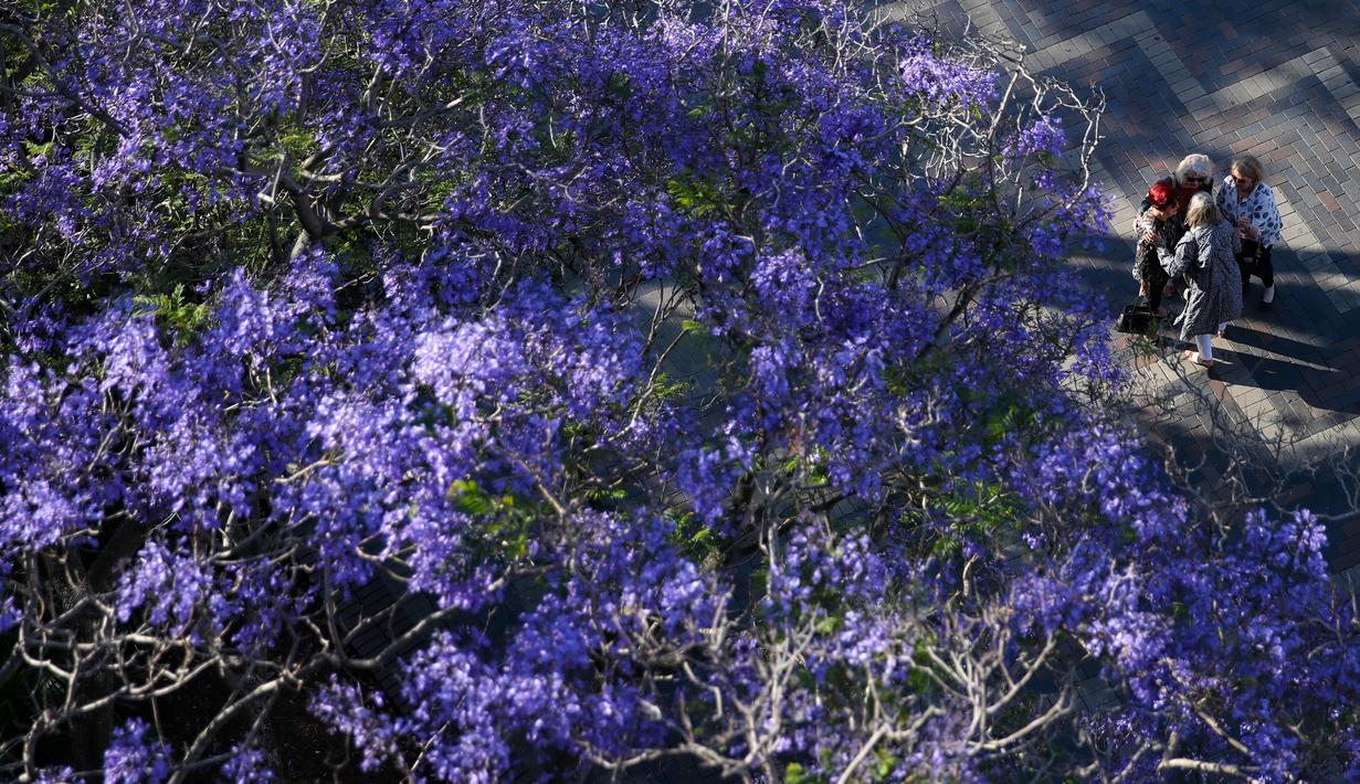 FOTO Melihat Bunga  Jacaranda Bermekaran di Sydney 