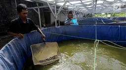 Peternak Kelompok Pembudidaya Ikan Maju Bersama memberikan pakan lele dengan metode pemeliharaan probiotik, Ciluar, Bogor, Jawa Barat, Selasa (6/8/2019). Kelompok Pembudidaya Ikan Maju Bersama teridiri dari 15 peternak lokal yang didirkan sejak tahun 2014. (merdeka.com/Arie Basuki)